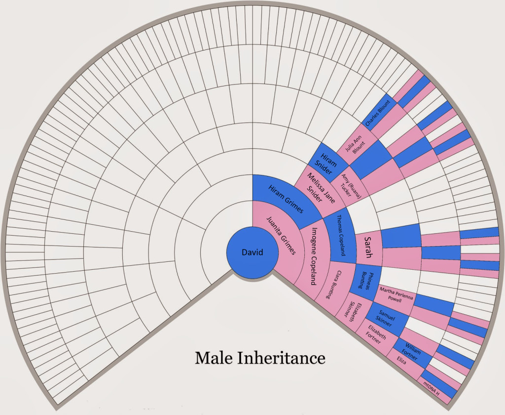 david x dna fan chart